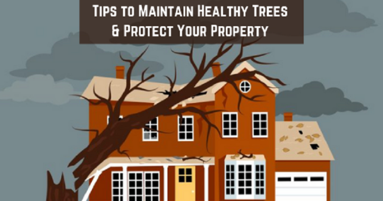 5 Tips to Maintain Healthy Trees & Protect Your Property