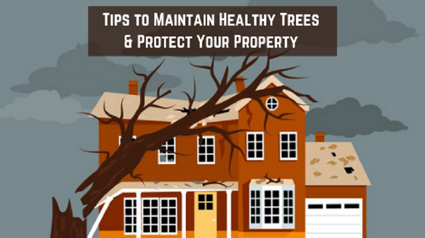 5 Tips to Maintain Healthy Trees & Protect Your Property