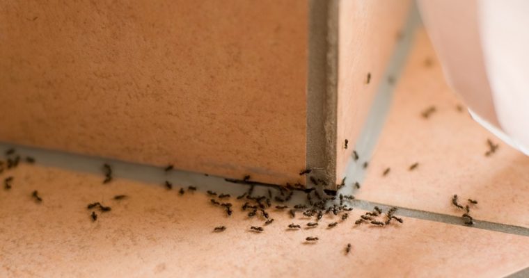 No More Ants in the House: 5 Tricks to Do That