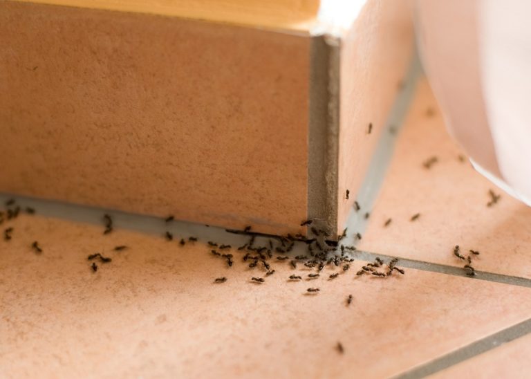 No More Ants In The House 768x548 