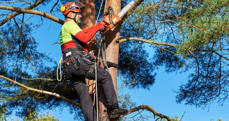 4 Important Tree Removal Facts That You Must Know