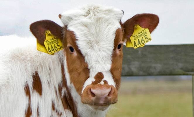 Everything You Need to know About Electronic Ear Tags For Cattle