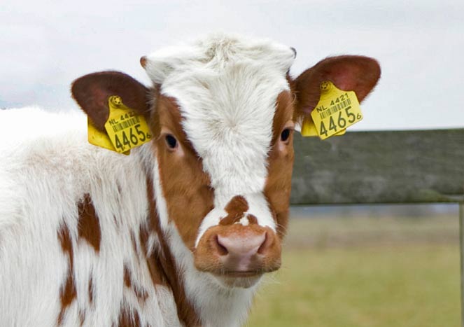 Everything You Need to know About Electronic Ear Tags For Cattle