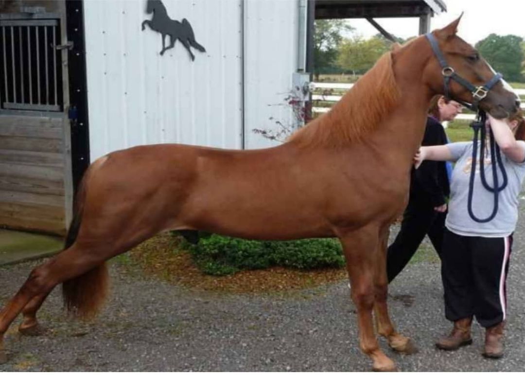 American Walking Pony