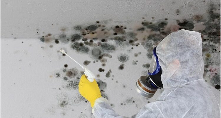 What Are The Advantages of Hiring a Mold Inspection Company?