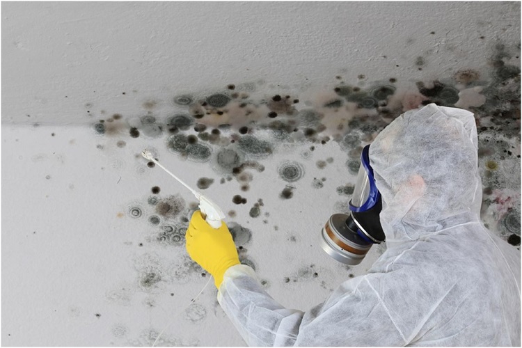 What Are The Advantages of Hiring a Mold Inspection Company?