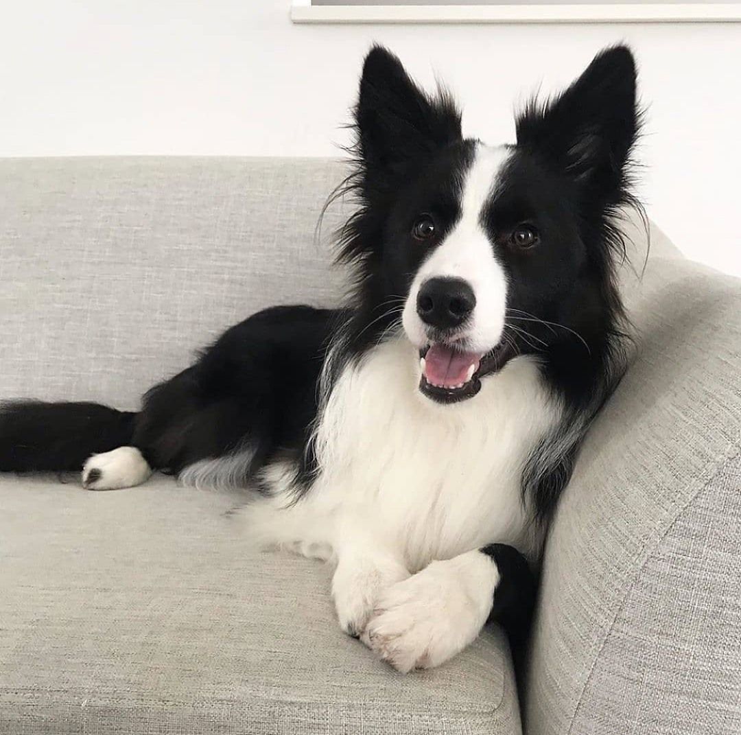 Border Collies: Keeping Plattsburgh Ripe For The Harvest