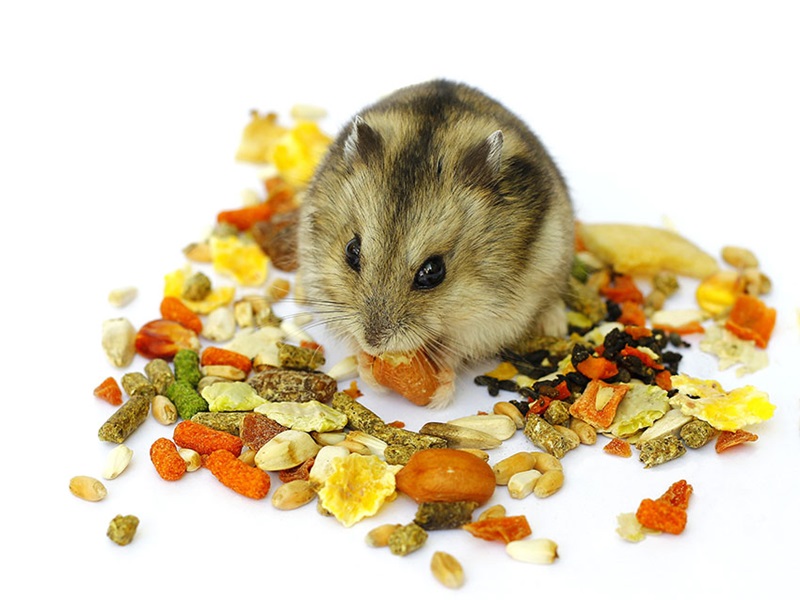 Hamster Food: What are Your Favorite Treats?