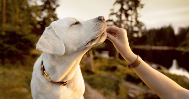 10 Best Ways to Care Your Pet Happy and Healthy