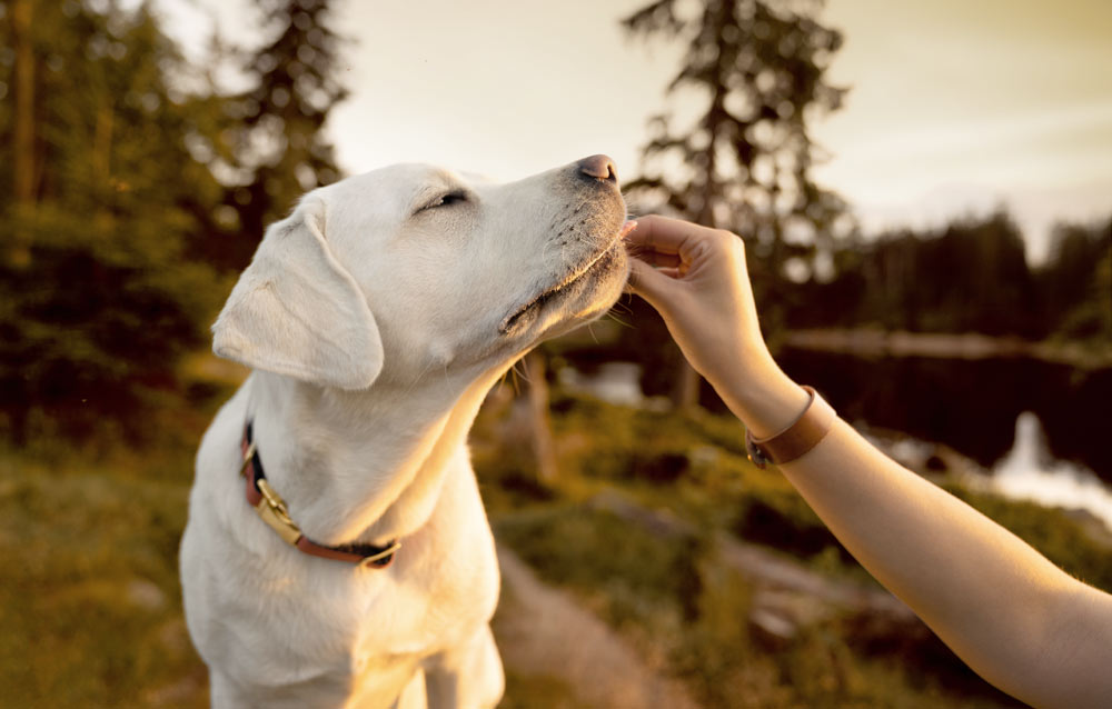 10 Best Ways to Care Your Pet Happy and Healthy