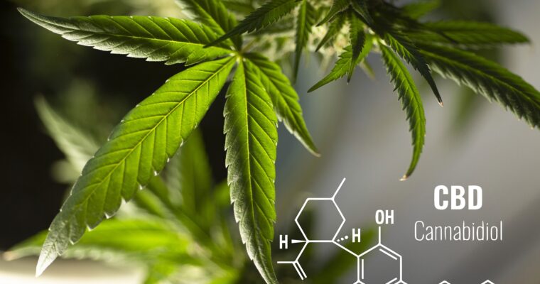 The Best CBD Products of 2022