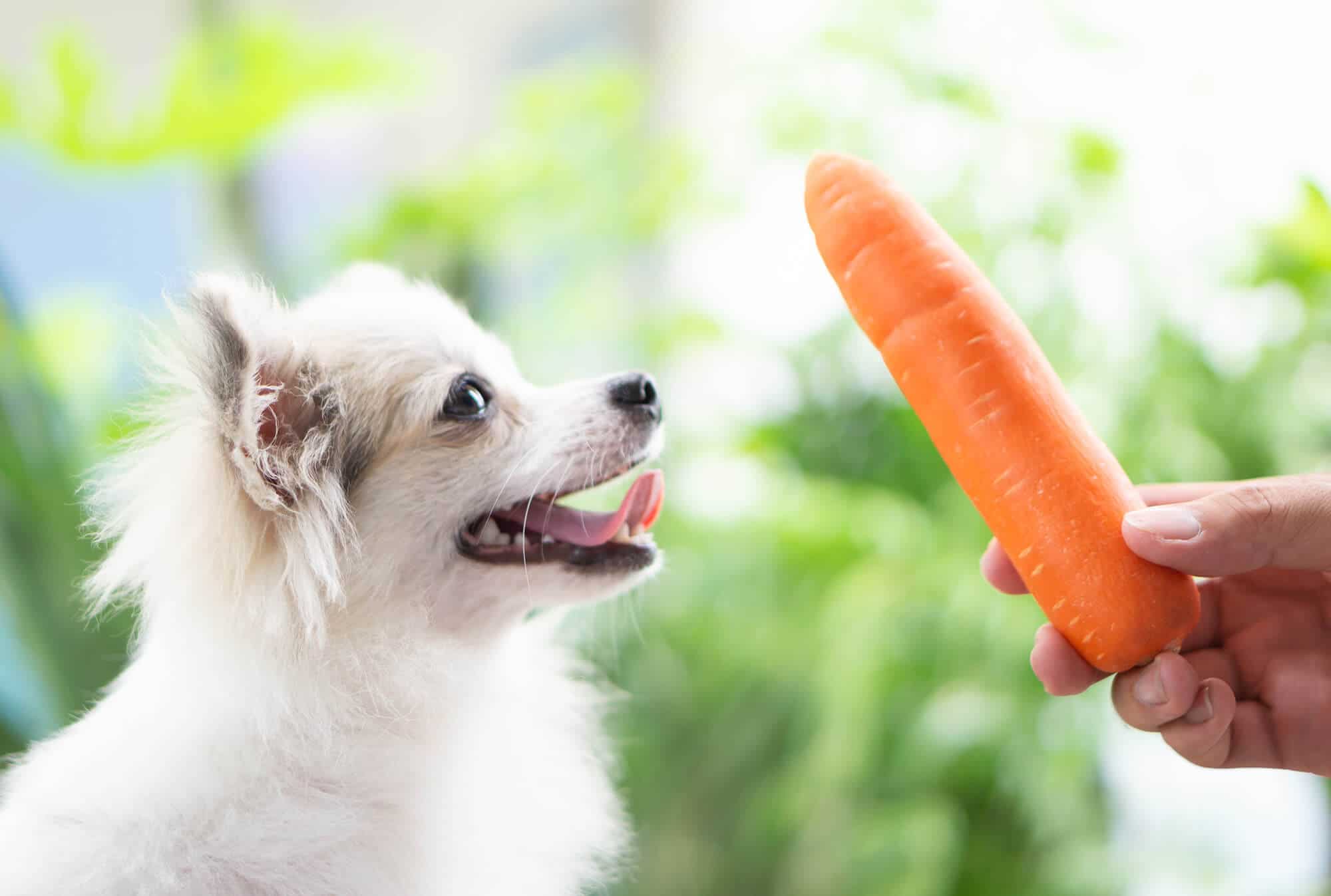 Top 5 Vegetables for a Healthy Dog