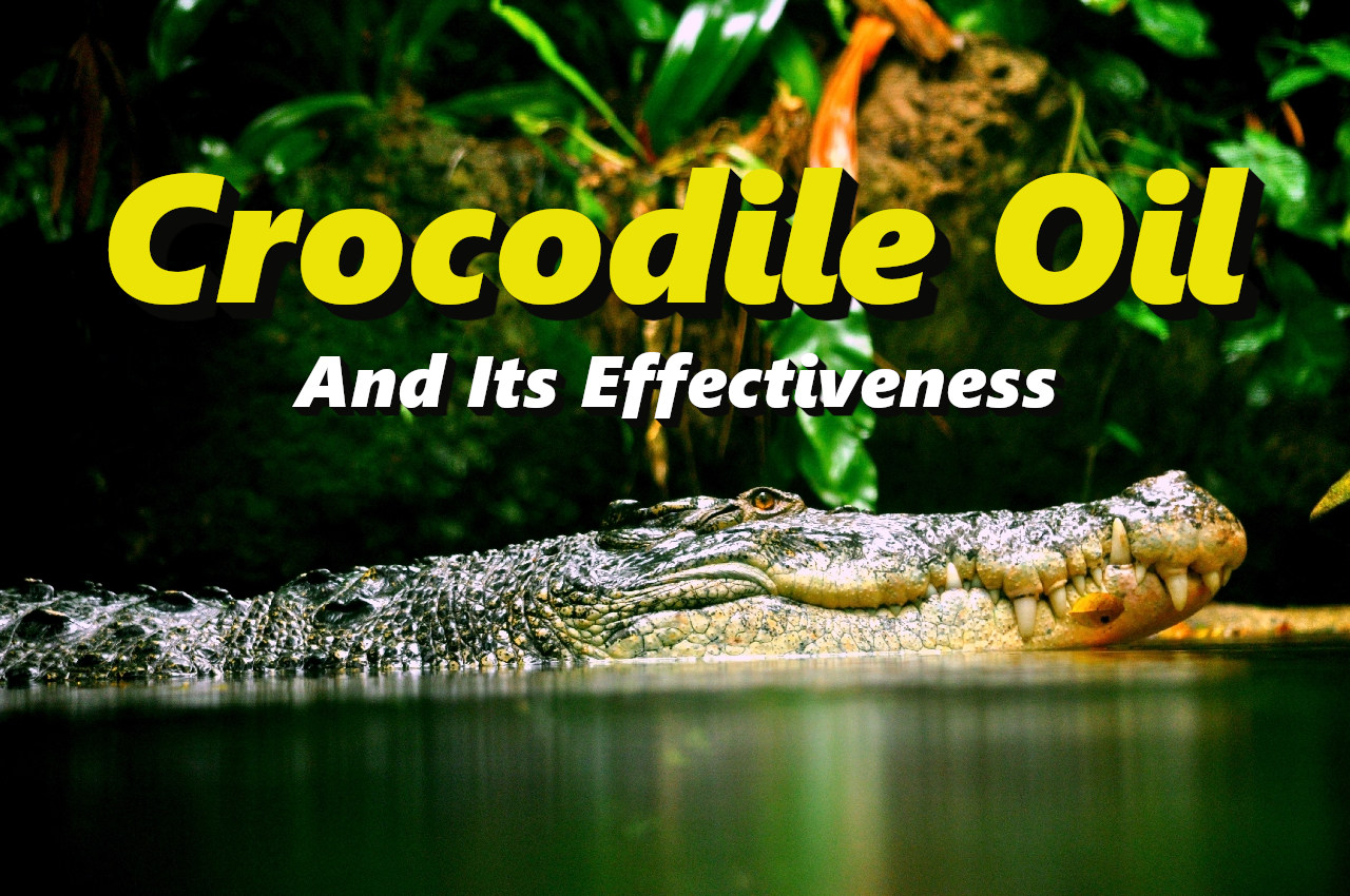 Crocodile Oil And Its Effectiveness