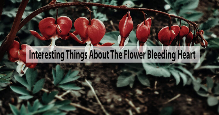 Know All Interesting Things About The Flower Bleeding Heart