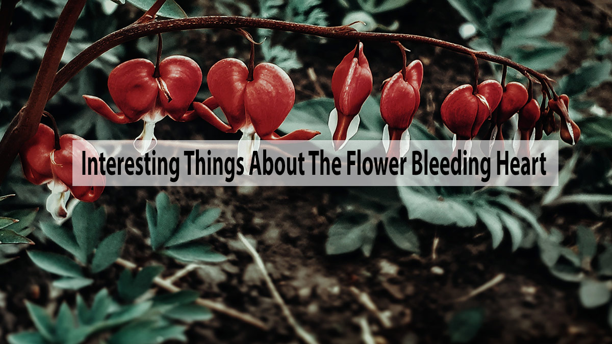 Know All Interesting Things About The Flower Bleeding Heart