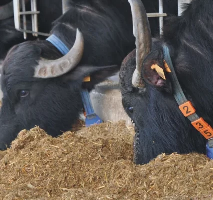 Repeat Breeding Syndrome in Dairy Cattle: Management & Treatment