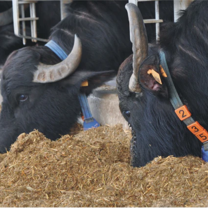 Repeat Breeding Syndrome in Dairy Cattle: Management & Treatment