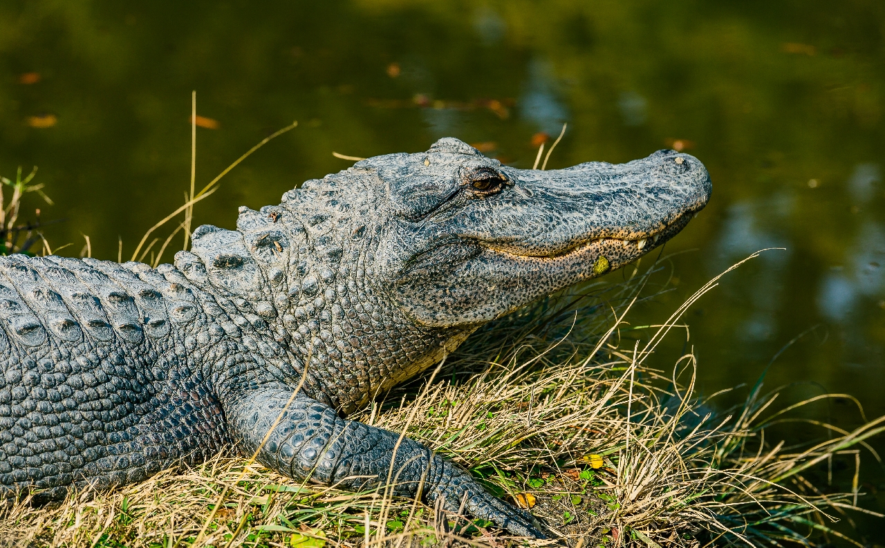 crocodile skin