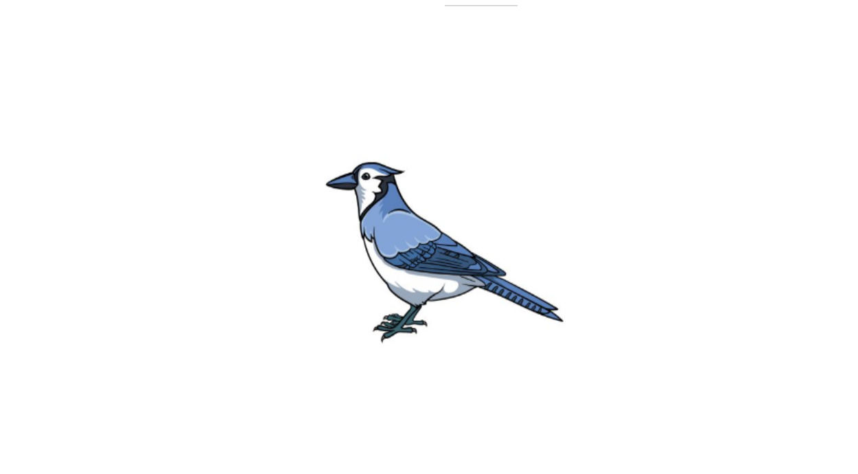 How to Draw A Blue Jay