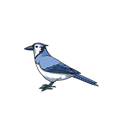 Blue Jay Drawing