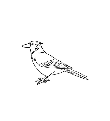 Draw A Blue Jay