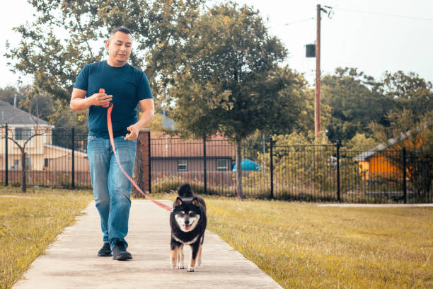 The Benefits of Private Dog Training Classes