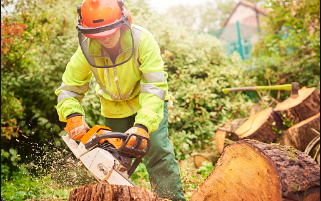 Why Would You Need Tree Removal Services?