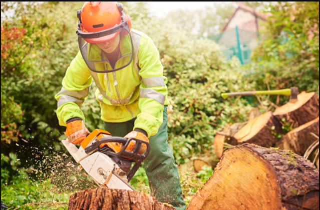 Why Would You Need Tree Removal Services?