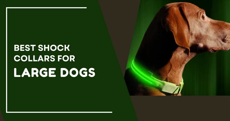 Finding the Best Shock Collar for Large Dogs