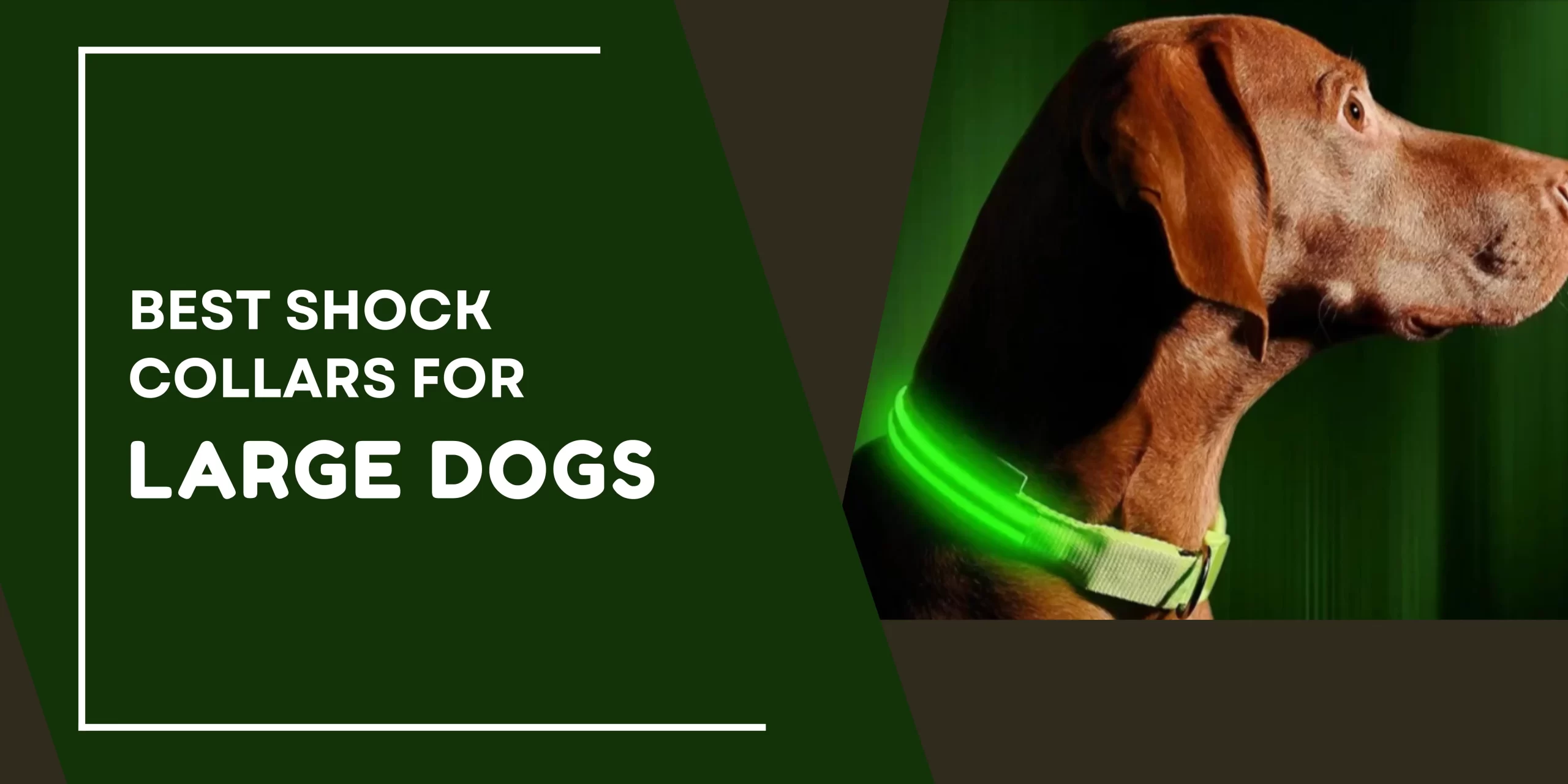 Finding the Best Shock Collar for Large Dogs