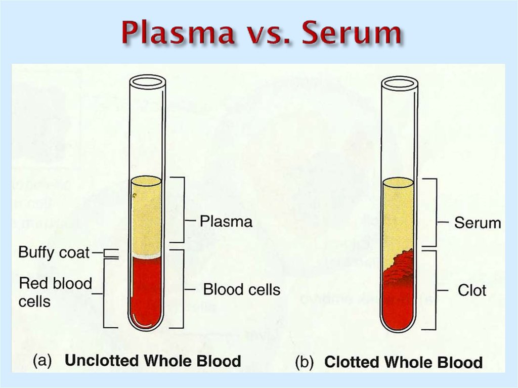 Serum Vs Plasma