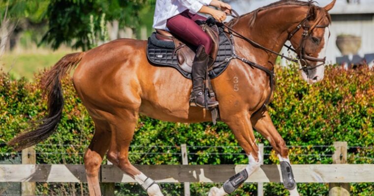 Enhancing Your Ride a Deep Dive into the Wide World of Horse Riding Accessories