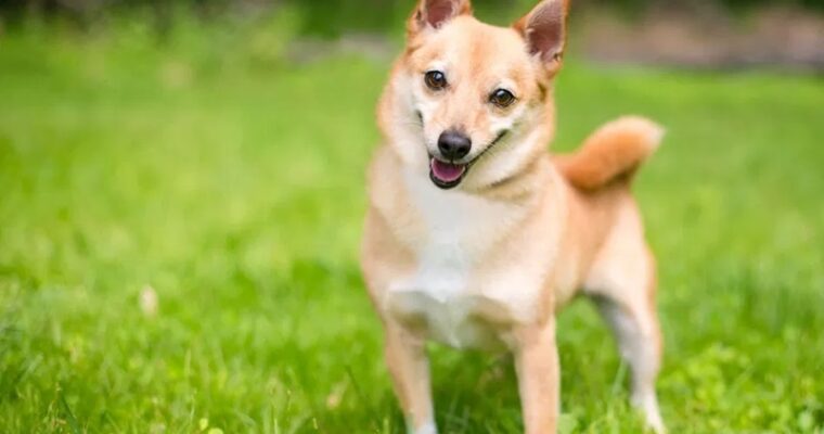 How to Care a Shiba Inu Chihuahua Mix