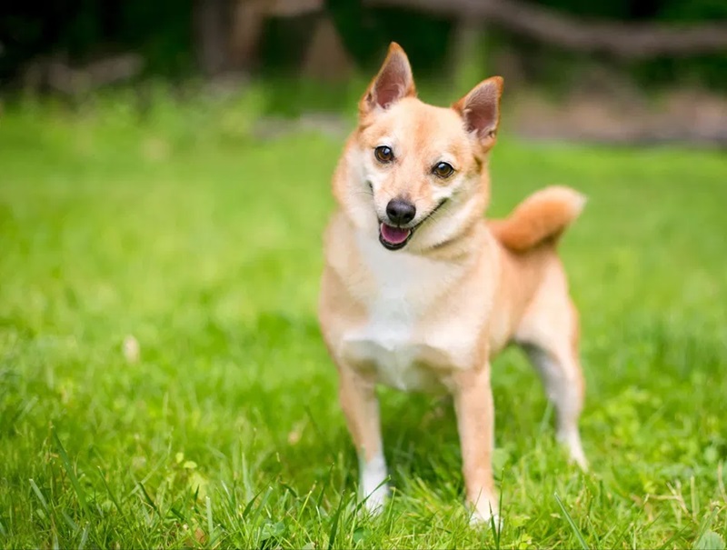 How to Care a Shiba Inu Chihuahua Mix