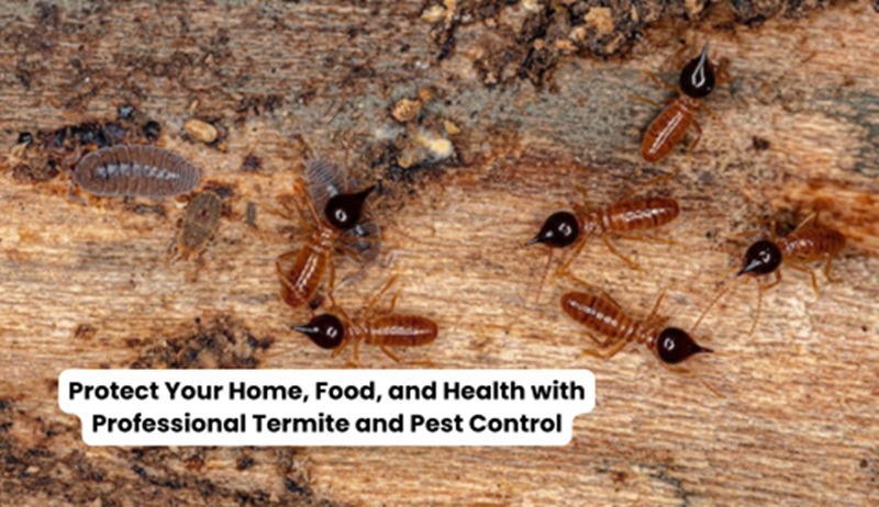 Protect Your Home, Food, and Health with Professional Termite and Pest Control